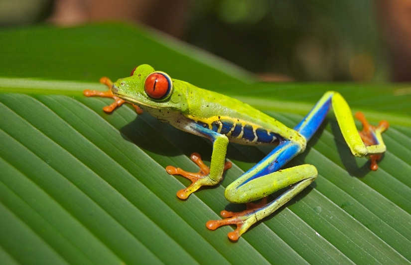 viajes-monoparentales-verano-costa-rica-2016